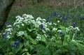 Allium ursinum